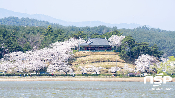 지난해 경포대 벚꽃 모습. (사진 = 조이호 기자)