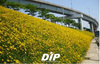 [NSP PHOTO]한강변 회색 콘크리트, 꽃밭으로 탈바꿈