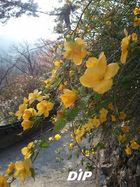 [NSP PHOTO][생생포토]부산 금정산 계명암 입구에 화사하게 피어난 봄꽃들