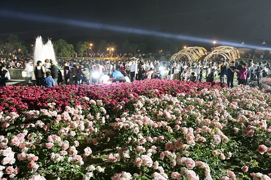 NSP통신-울산대 장미원에서 열리고 있는 장미축제<사진=울산시 이지환>