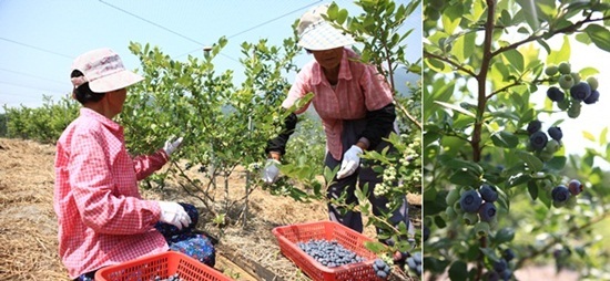 NSP통신-블루베리를 수확하고 있다. <사진제공=하동군>