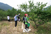 [NSP PHOTO]부산지방조달청 직원들, 매실농가서 봉사활동 펼쳐