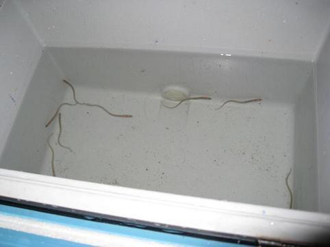 NSP통신-수조에 담긴 백어.<사진제공=남해군청>