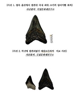 [NSP PHOTO]울진 해안서 죠스 종류 신생대 상어이빨 발견