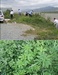 [NSP PHOTO]K-water 부산권관리단, 낙동강 생태교란 외래식물 제거