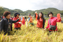 [NSP PHOTO][동정]산청 양곡 황금들녘에 메뚜기잡기 대회 개최