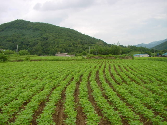 NSP통신-의령군 지역 특산물 망개떡 원료 팥 재배단지. 군 농업기술센타의 단지 확대 사업이 농가소득 향상에 상당한 기여를 하고 있다. (의령군)