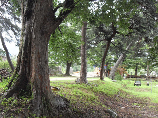 NSP통신-소나무 숲 내부에 100년이상된 소나무가 즐비하게 서있다. (함양군 제공)
