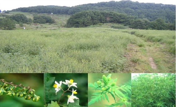NSP통신-장산 옛 목장터에 확산되고 도깨비가지와 돼지풀. 씨앗이 떨어지기 전에 뿌리까지 제거한 후 억새 및 그늘목 등 우리 고유의 식물종이 식재된다. (부산시 제공)