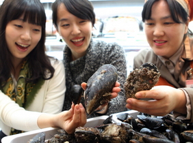 [NSP PHOTO]현대백화점, 양식 홍합보다 10배 큰 자연산 대물 홍합 담치 판매