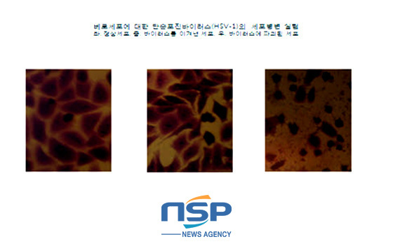 NSP통신-항바이러스 실험사진. (한국국제대 제공)