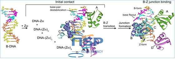 NSP통신-ADAR1에 의해 B-DNA가 B-Z junction DNA로 바뀌는 과정의 분자 메커니즘. (경상대 제공)