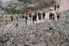 [NSP PHOTO]양산시, 원동 쌍포매화축전으로 봄꽃구경 오세요