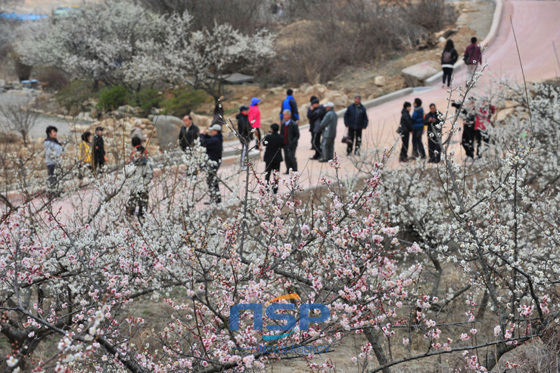 NSP통신-제6회 원동 쌍포매화축전이 오는 24~25일 경남 양산시 원동면 영포리 쌍포 매실다목적광장에서 펼쳐진다. (경남 양산시 제공)