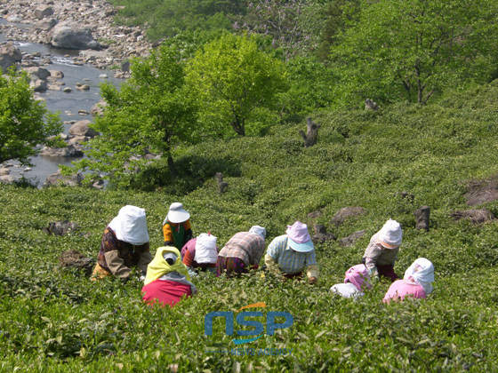 NSP통신-지난해 목압마을 차잎따기 사진 (하동군 제공)