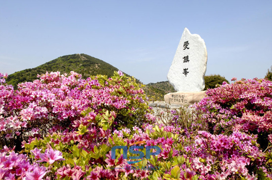 NSP통신-백양산 애진봉 주변으로 봄을 알리는 철쭉꽃이 만개해 있다. (부산진구 제공)