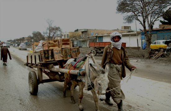 NSP통신-당나귀는 아프칸의 중요한 교통수단이다.