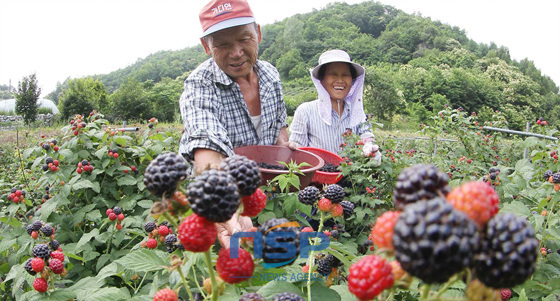 NSP통신- (경남 함양군 제공)