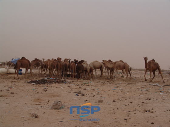 NSP통신-사막 제일의 재산인 낙타 거래가 이루어지고 있는 시장