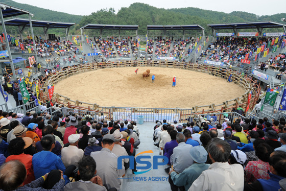 NSP통신-The 120th Jinju Traditional Bullfighting Contest - 3,000 seats of the stadium are full of visitors. (Jinju City)