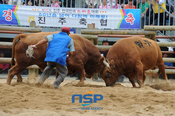 NSP통신-One of the interesting bullfighting matches. (Jinju City)