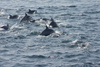 [NSP PHOTO]울산 고래바다여행선 참돌고래 떼 600여마리 발견, 올해만 23번째