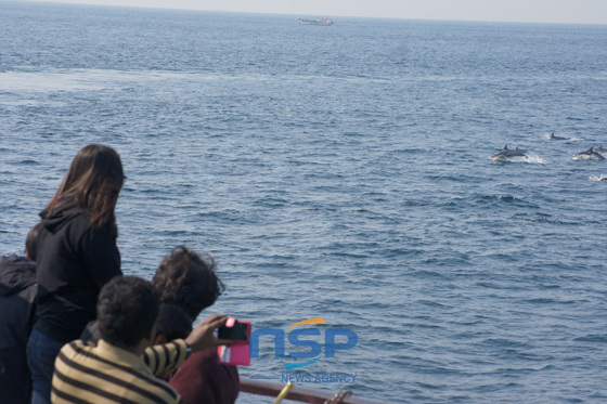 NSP통신-고래바다여행선 관광객들이 참돌고래떼를 발견하고 카메라셔터를 연거푸 눌리며 환호성을 지르고 있다. (울산 남구 제공)