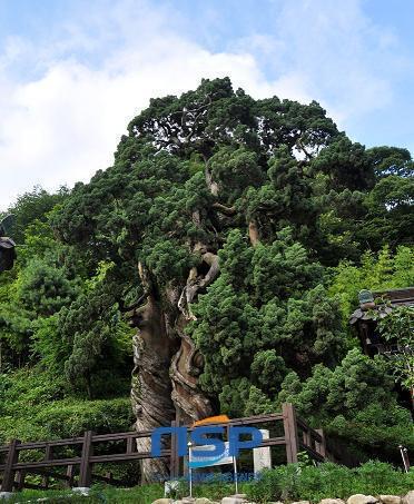 NSP통신-天然纪念物第88号松光寺的双向树