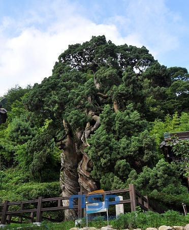 NSP통신-天然記念物第88号の全南順天松広寺の雙香樹。