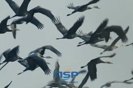 NSP통신-顺天湾的黑丹顶鹤。（照片=NSP TV截图）