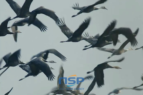 NSP통신-Чёрные журавли на заливе Сунчхон (фото от NSP TV)