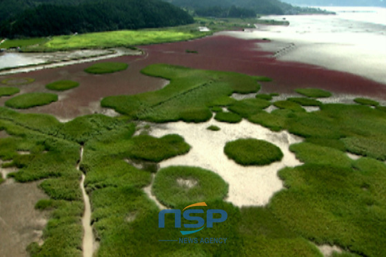 NSP통신-Залив Сунчхон был признан охраняемой экологической зоной международного значения. (фото от NSP TV)
