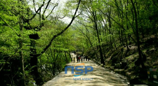 NSP통신-An uphill path between Songgwangsa and Seonamsa is so beautiful that people call it Santiago road of Korea