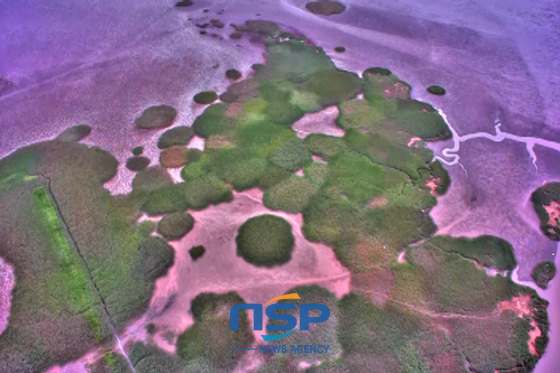 NSP통신-顺天湾海滩在地球上是保全最完整的世界5大湿地之一