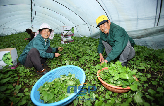 NSP통신-산청군 양촌마을 김병한씨 부부가 산청취나물을 수확하고 있다. (경남 산청군 제공)