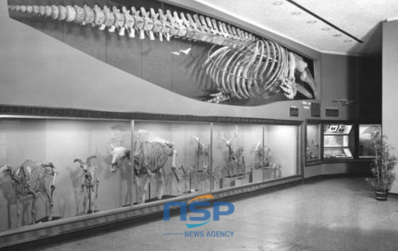 NSP통신-미국 자연사박물관에서 한국계 귀신고래 골격 표본 2점이 전시 보관중이다. (울산 남구 제공)