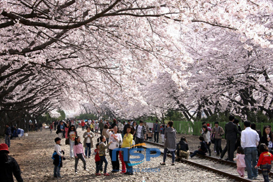 NSP통신-진해군항제 경화역 벚꽃. (창원시 제공)