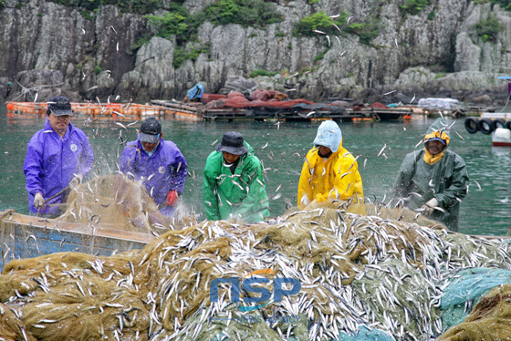 NSP통신-남해군 보물섬 미조 멸치축제에서 멸치털이를 시연하고 있다. (남해군 제공)