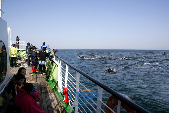 NSP통신-울산고래축제 바다여행선 주위로 고래떼들이 헤엄치고 있다. (피엔제이커뮤니케이션즈 제공)