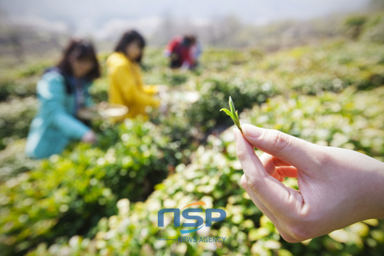 NSP통신-하동녹차 햇차. (하동군 제공)