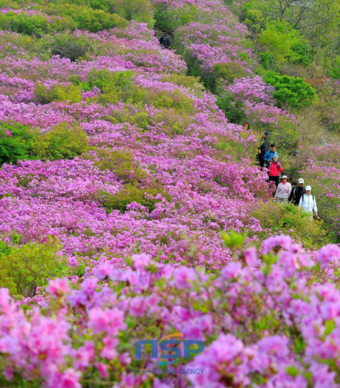 NSP통신-제19회 비음산 산성 철쭉제를 앞두고 창원시 비음산 곳곳에 철쭉이 만발해 있다. (창원시 제공)