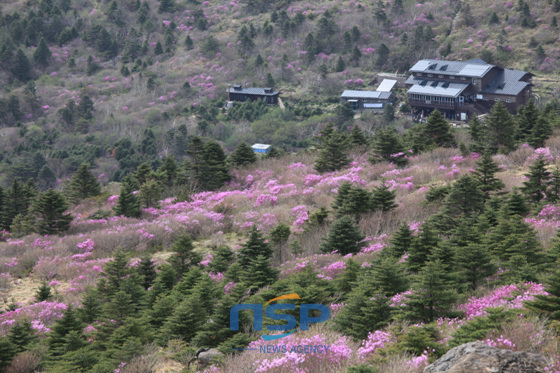 NSP통신-지리산 세석평전에 진달래들이 고개를 내밀며 탐방객들을 기다리고 있다. (지리산국립공원사무소 제공)