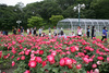 [NSP PHOTO]300만송이 장미 한자리에...제8회 울산대공원 장미축제