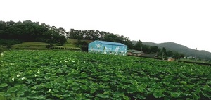 [NSP PHOTO]서천군 연꽃단지 7만1029㎡ 조성 군민소득 증대 기대