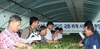[NSP PHOTO]금산국화 국제규격화 집중육성 시설지원 총4억8000만원