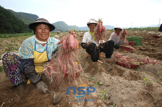 NSP통신- (경남 산청군 제공)