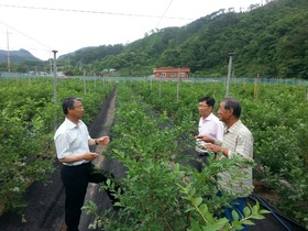 [NSP PHOTO]곡성군, 블루베리 지역농업특성화 공모사업 선정