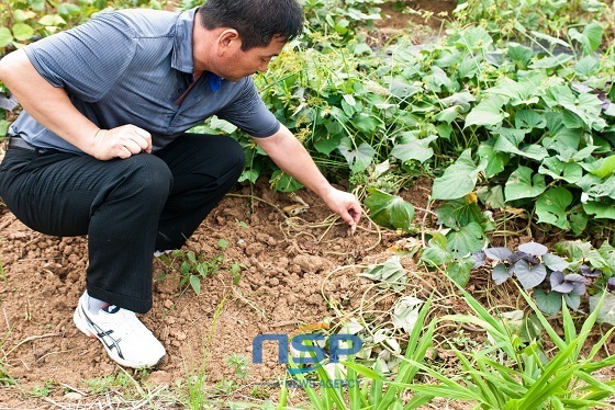 NSP통신-▲멧돼지로부터 피해입은 고구마 밭 (보령시청)