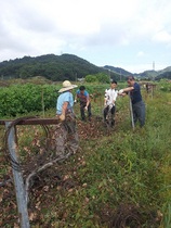 [NSP PHOTO]아산시 안전관리과, 농촌일손돕기 농촌사랑 실천