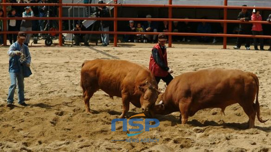 NSP통신-진주전국민속소싸움대회에 출전한 두 소가 한치의 양보 없이 접전을 펼치고 있다. (김동은 기자)